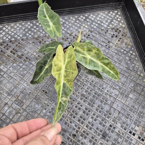 Alocasia polly aurea