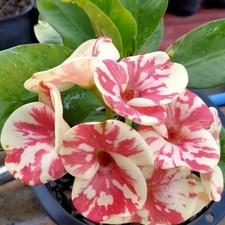 Corona di Spine Arisar Thai Hybrid Christ Plant Euphorbia Milii