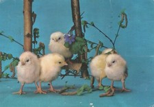 EASTER CHICKEN Vintage