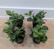 SET LOTTO 4 PIANTE FINTE IN