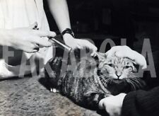 Foto Vintage Animali Domestici Gatto europeo dal veterinario stampa 12x20 cm