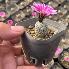 Pianta cactus succulenta - pianta,