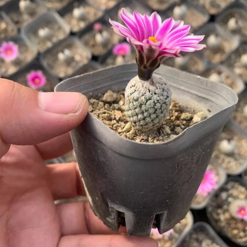 Pianta cactus succulenta - di,
