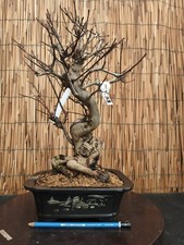 Bonsai di Melograno Neikan h