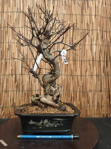Bonsai melograno neikan h - neikan,