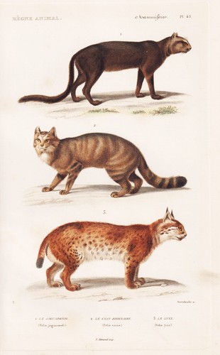 Lince lynx jaguarundi - jaguarundi, felino