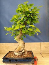 bonsai di melo   h 64 cm