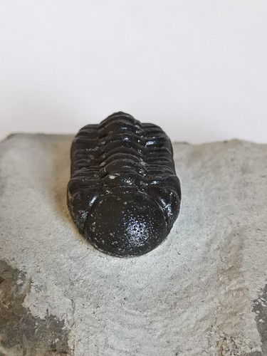 Echt 5cm trilobit aus - aus, marokko