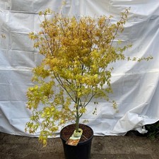 Acero giapponese katsura - giapponese,