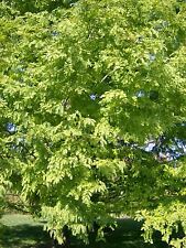 25 SEMI DI SEQUOIA ALBA -