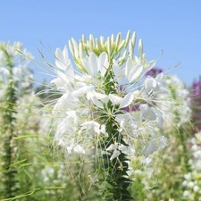 Giglio del giappone ragno Lycoris albiflora 20 semi freschi alta germinabilita