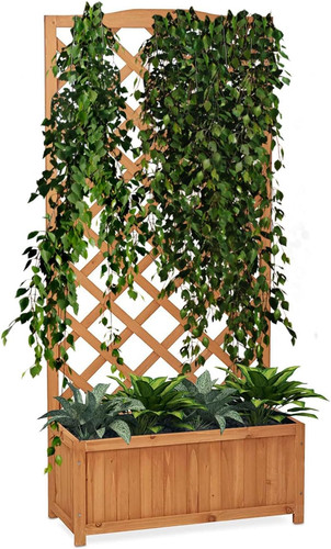 Nymphea fioriera giardino - fioriera, da