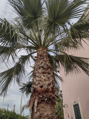 Palma washingtonia esemplare - palma,