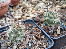 Coryphantha macromeris cactus