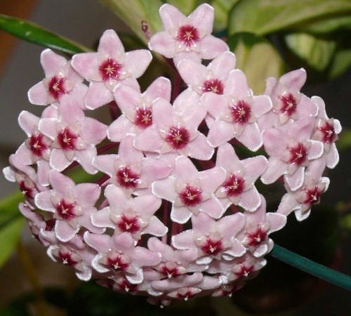 Hoya carnosa - di, cera)