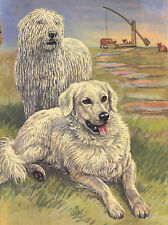 KOMONDOR AND MAREMMA SHEEPDOGS