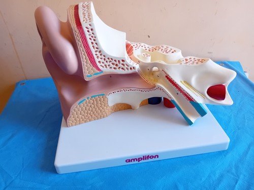 Amplifon modello scientifico