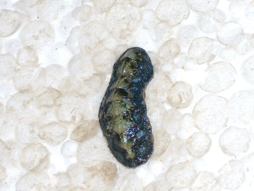 Acanthochitona fascicularis - acanthochitona,