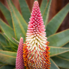 Aloe speciosa SEEDS -  - SEMI