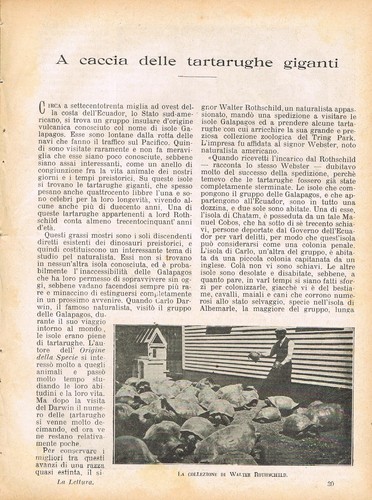 Caccia delle tartarughe - a,