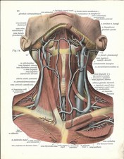 Stampa antica ANATOMIA