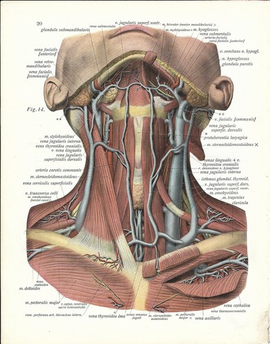 Stampa antica anatomia - stampa,