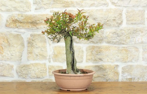 Pre bonsai melograno - bonsai,