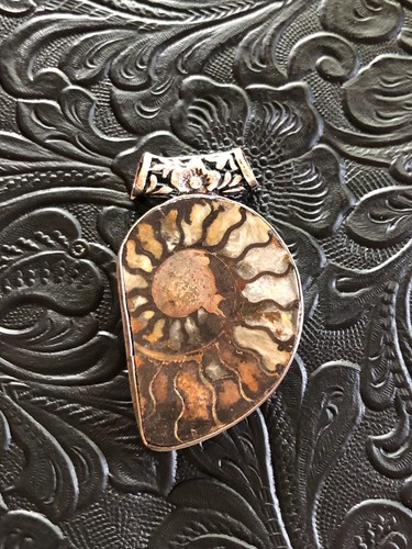Coastal beauty ammonite - coastal,