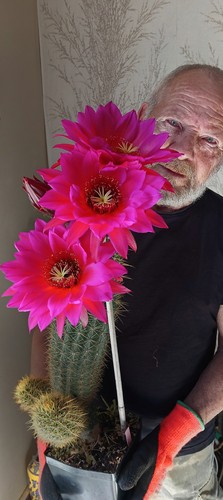 Echinopsis trico cereus - echinopsis-trico,