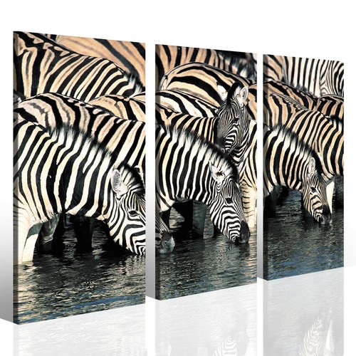 Stampe canvas zebra quadro - canvas,