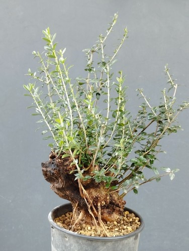 Bonsai olivastro 40x13cm - 40x13cm, in