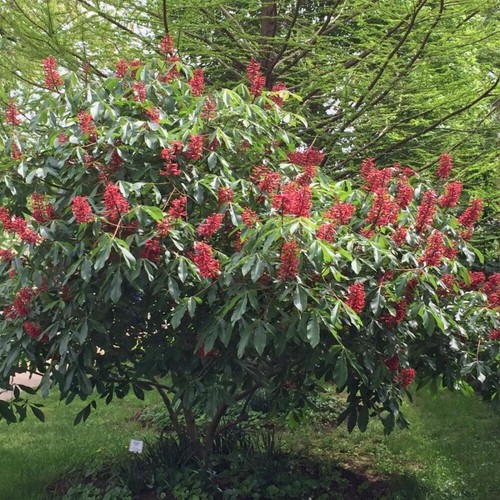 Aesculus pavia ippocastano - aesculus,