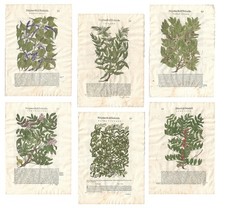 Stampe antiche MATTIOLI