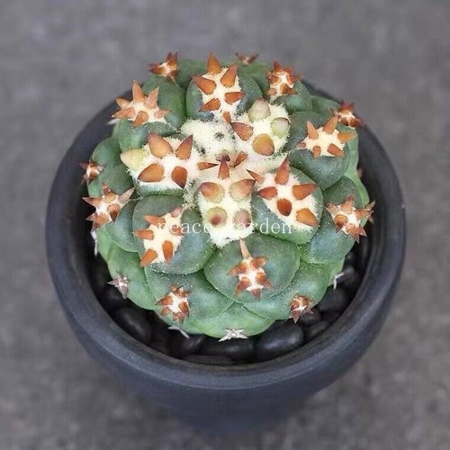 Coryphantha elephantidens
