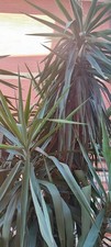 PIANTA DI YUCCA ROSTRATA IN VASO 18 CM (foto reale)