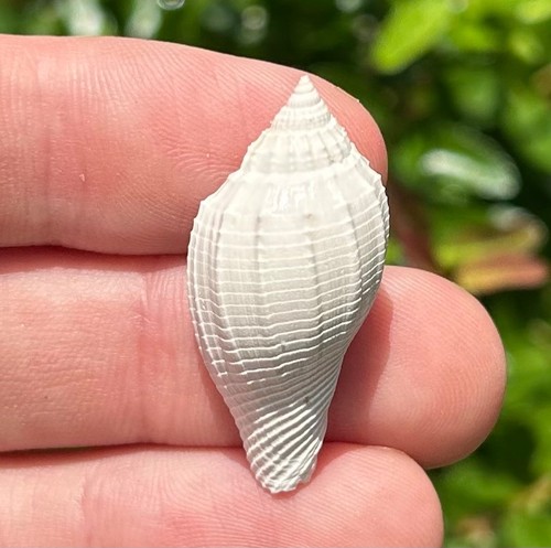 England fossil gastropod - fossil,