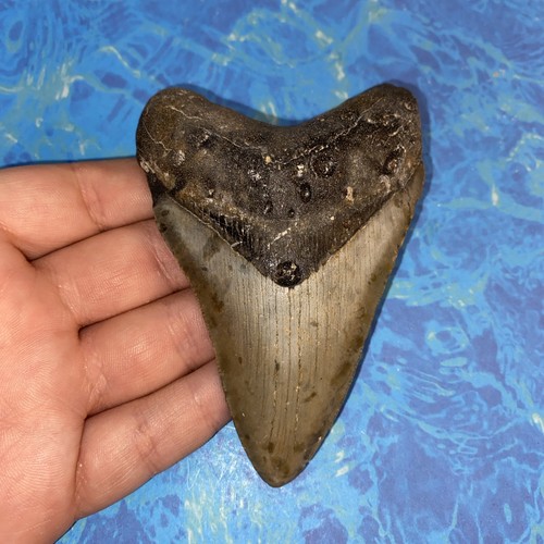 Megalodonte dente squalo - megalodonte,