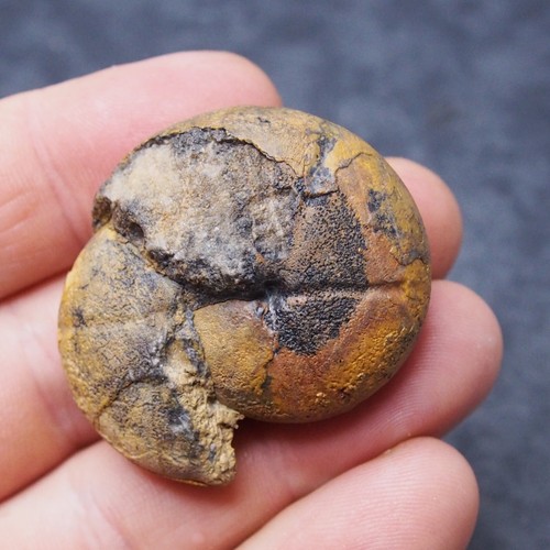 Discoclymenia ematite - discoclymenia,