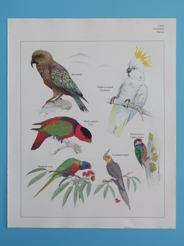 Stampa uccellino colori - stampa,