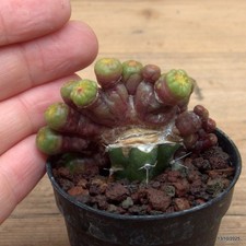 Mammillaria bocasana fred