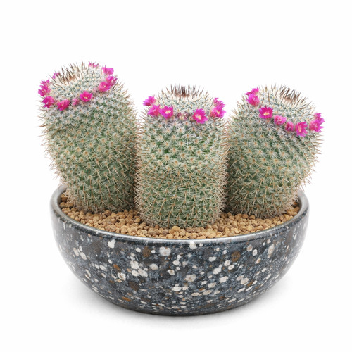 Mammillaria elegans seeds - mammillaria,
