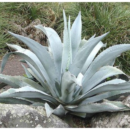 Agave scabra - (vaso,