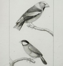 GROS BEC, PADDA Gravure Originale circa 1800 Travies  et Oudet