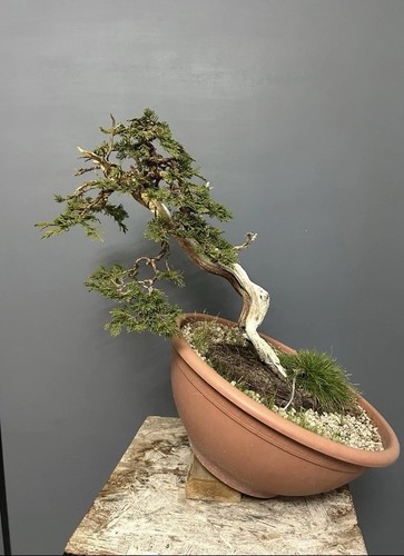 Pre bonsai ginepro sabina - bonsai,