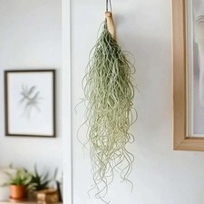 Tillandsia Usneoides - Rare Thin Form