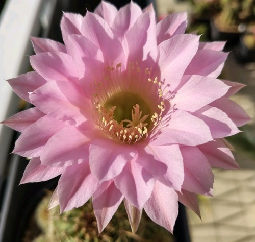 Cactus echinopsis al20 e05 - echinopsis, al20-e05-v19