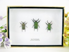 3x Saw Tooth Beetle - veri