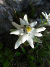 LEONTOPODIUM ALPINUM - STELLA ALPINA, 50 SEMI SELEZIONATI