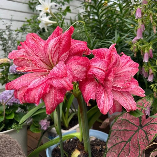 002372a amaryllis candy care - amaryllis,
