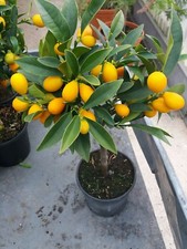 PIANTA DI KUMQUAT (MANDARINO